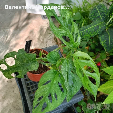 монстера големи растения , снимка 2 - Стайни растения - 56140298