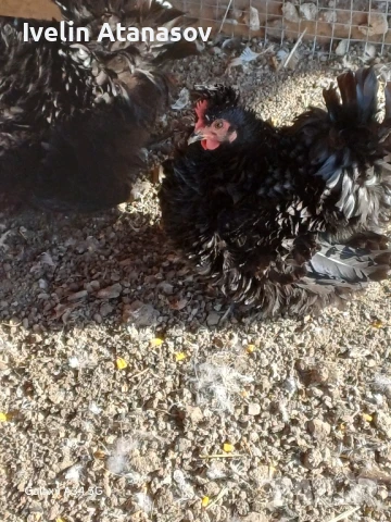 Къдрави кокошки, снимка 4 - други­ - 50673833