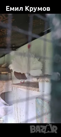 Продавам гълъби ..., снимка 1