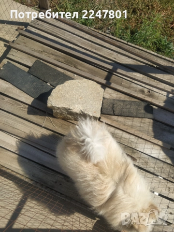 Померан , снимка 6 - Померан - 51823060