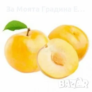 Плодни дръвчета , снимка 5 - Разсади - 49420186