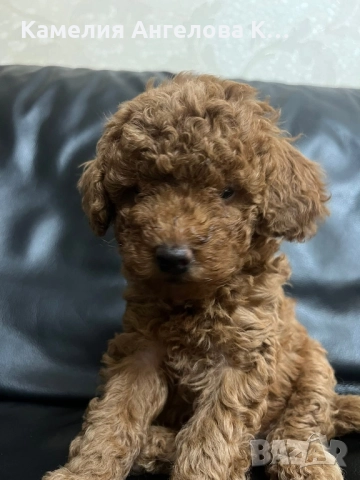 Той пудел момче, снимка 2 - Пудели - 52578233