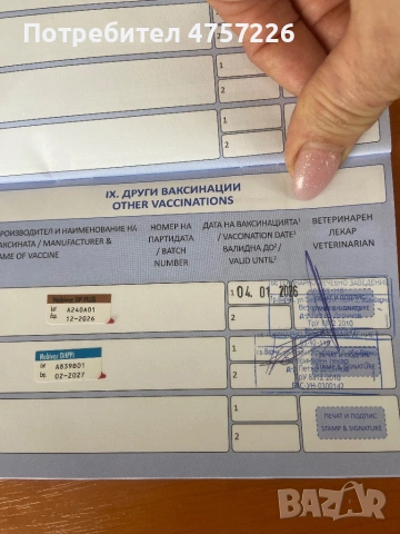 Американска Акита на 60дни,С поставени две ваксини и паспорт. Храни се с гранули., снимка 5 - Акита - 53738899