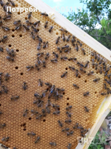 Пчелни семейства и одводки на 4 рамки