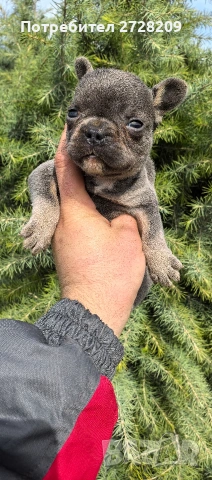 Френски булдог Блу Тан/French Bulldog Blue Tan , снимка 5 - Френски булдог - 53684413