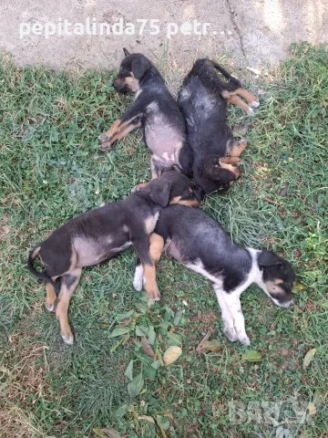 Adopt a puppy.4 кученца бяха изхвърлени !търсим осиновители, снимка 8 - Изгубени/намерени - 56137494