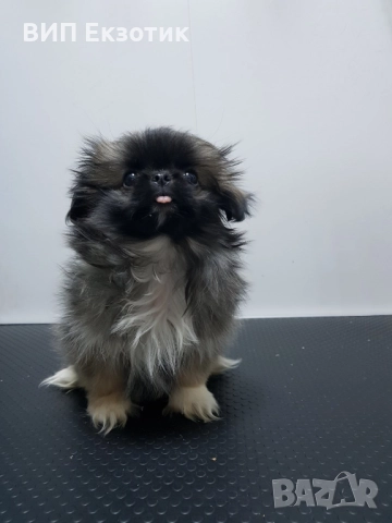 ПРОДАВА ПЕКИНЕЗИ