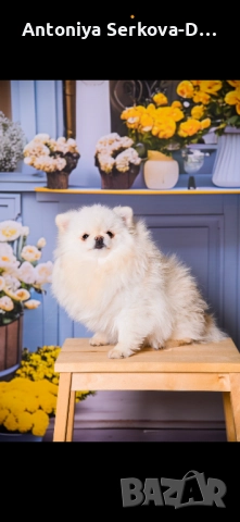 Померан, снимка 2 - Померан - 52881662