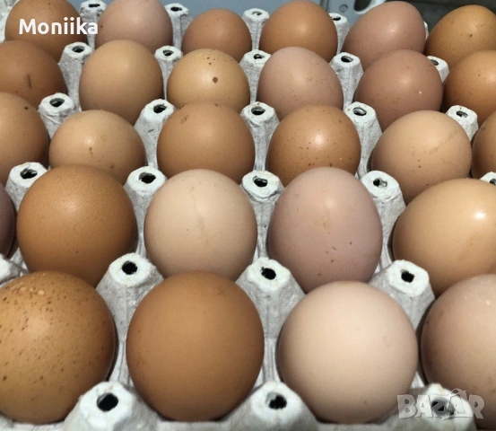 Новопронесли кокошки носачки, снасящи цветни яйца 6  МЕСЕЧНИ, снимка 12 - Кокошки и пуйки - 53043969