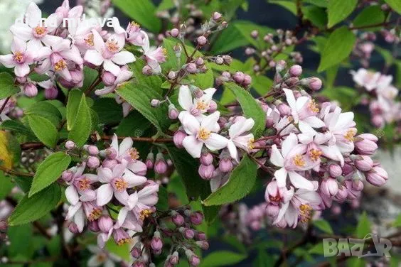 Дойция, Deutzia hybrida 'Mont Rose', снимка 1