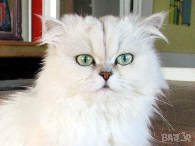 Сребърна чинчила, британска дългокосместа котка, коте, момиче