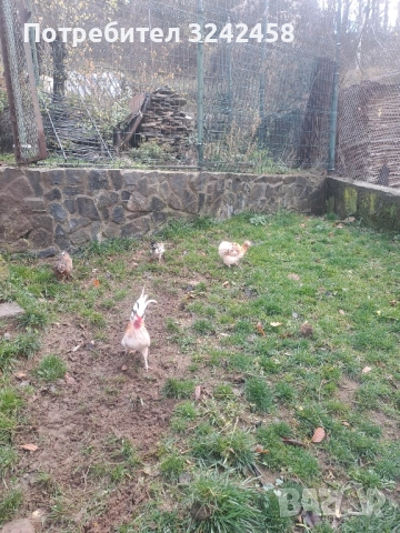 Продавам копринки джинки и фазани , снимка 5 - други­ - 52510607