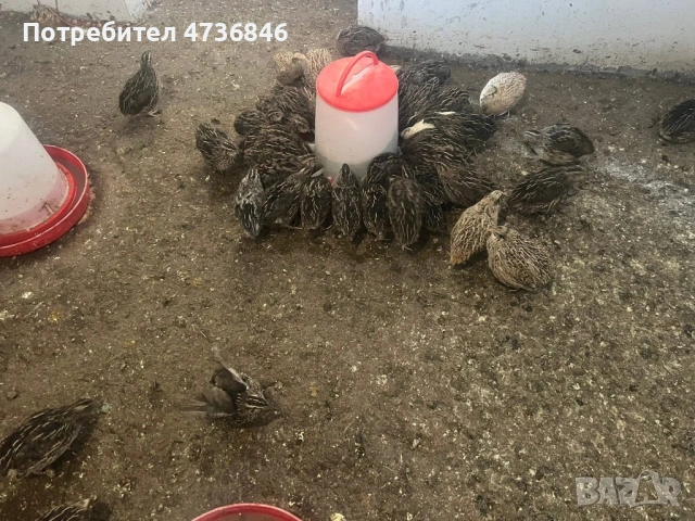 Продавам пътпъдъци, снимка 2 - други­ - 53465802