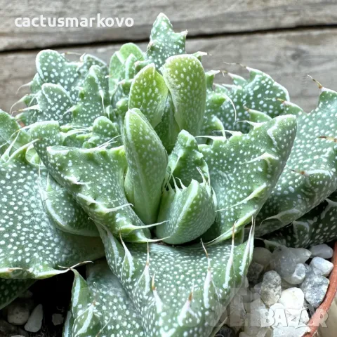 Faucaria f. monstruosa, снимка 3 - Стайни растения - 48022674