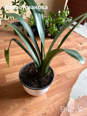 Различни видове цветя, снимка 4 - Стайни растения - 53273122