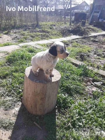 Продавам малки английски сетерчета, снимка 5 - Английски сетери - 53776304