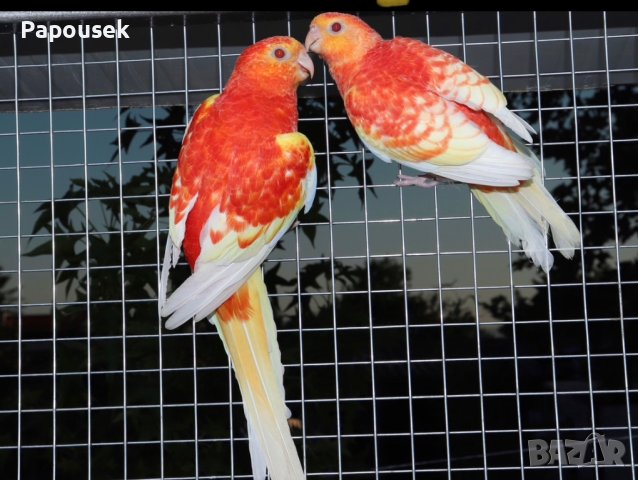 Пойни Папагали, снимка 2 - Папагали - 42485467