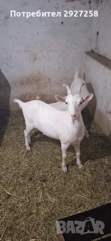 ярета за клане кастрирани