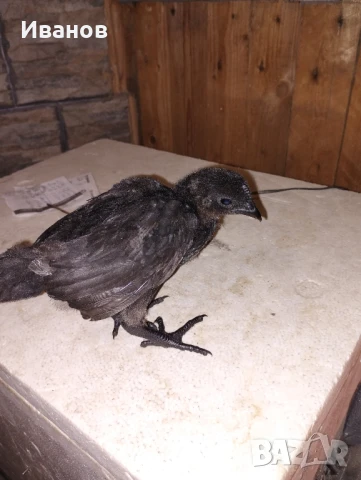 Аям Кемани - разплодни яйца, чифтове и пилета , снимка 3 - Кокошки и пуйки - 50290647