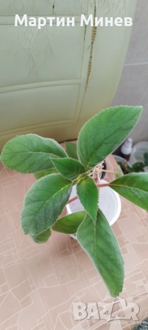 Филодендрон (Philodendron) / Сингониум (Syngonium), снимка 5 - Стайни растения - 47059632