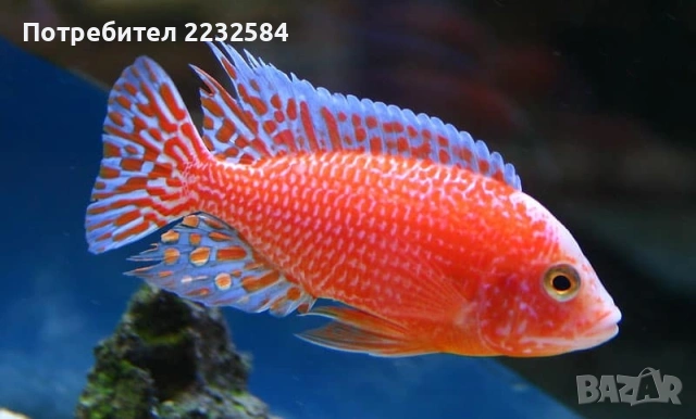 Рибки Африкански цихлиди 