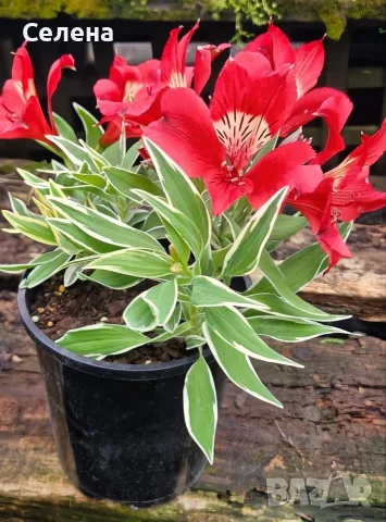 Alstroemeria Colorita Katiana – уникална пъстролистна алстромерия, снимка 2 - Градински цветя и растения - 56086764