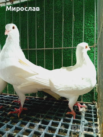 Пазарджишки гълъби , снимка 3 - Гълъби - 44624438