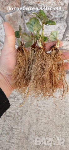 Целогодишен разсад ягоди и малини , снимка 5 - Разсади - 53653670