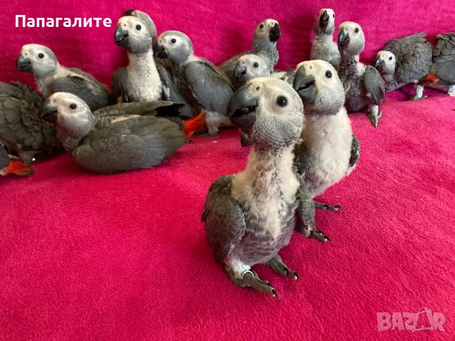 Папагал Жако - Конго, снимка 3 - Папагали - 51220696