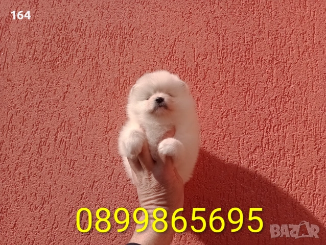 Женски Померани. Реални снимки от 22.02.26 г. , снимка 2 - Померан - 53518661