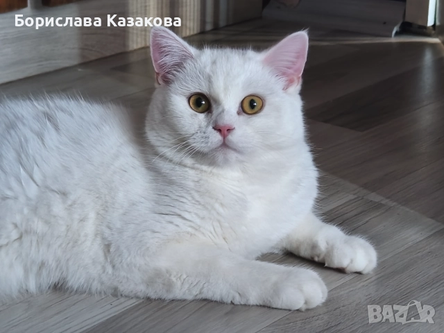 Търся си дом, снимка 1