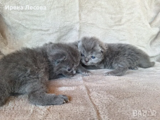 Британски дългокосмести котета , снимка 4 - Други - 55789308