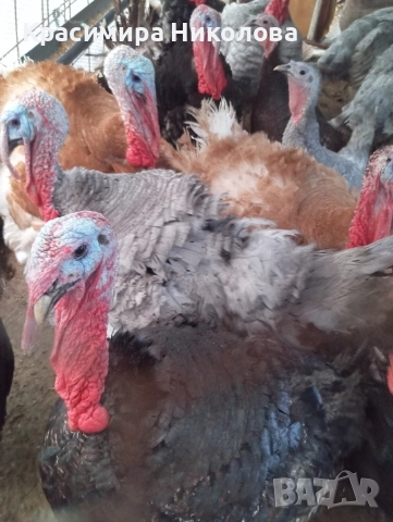 Пуйки и пуяци продава.