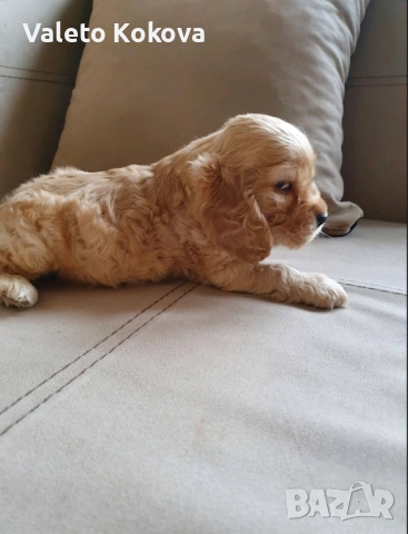 чистокръвни Кокер Шпаньоли, снимка 5 - Кокер шпаньол - 52971701