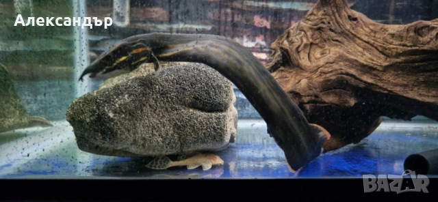 огнена змиорка