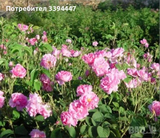 сладко и сок от рози , снимка 4 - Хранителни добавки - 49974673