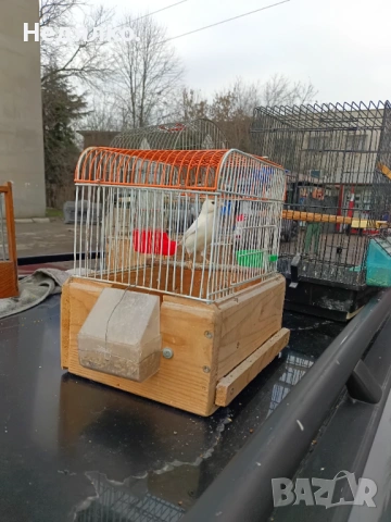 Канарчета  .2026, снимка 4 - Канари - 50624171