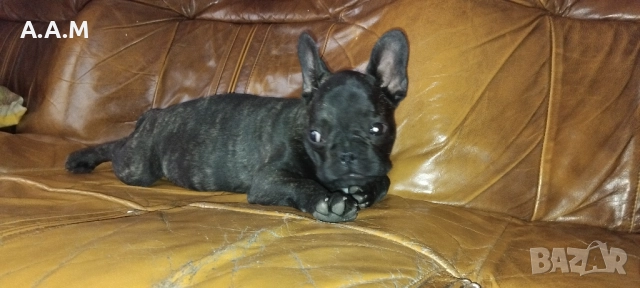 Френски булдочета 111 дни, снимка 17 - Други - 51492688