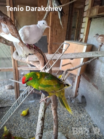 папагали , снимка 3 - Папагали - 52022442