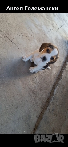 малки бигъли, снимка 1