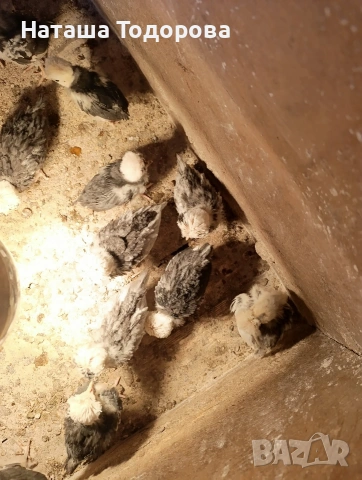 Пилета холандска носачка , снимка 2 - Кокошки и пуйки - 53684301