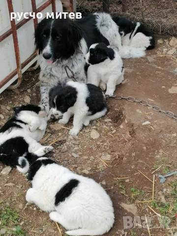 Кученца, снимка 5 - Каракачанска овчарка - 50739917