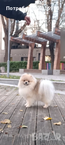 Померан момче с Родословие fci, снимка 3 - Померан - 48412694