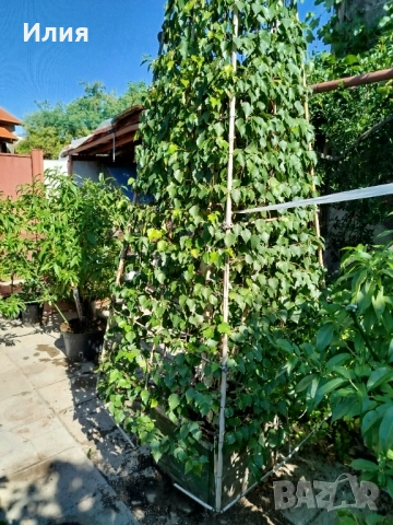 Бреза на формировка пирамида , снимка 11 - Градински цветя и растения - 51471282