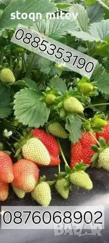 разсад ягоди и марини 0885353190