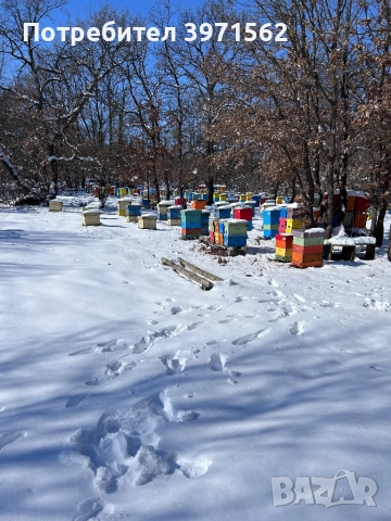 Отводки и пчелни майки, снимка 3 - За пчели - 52973641