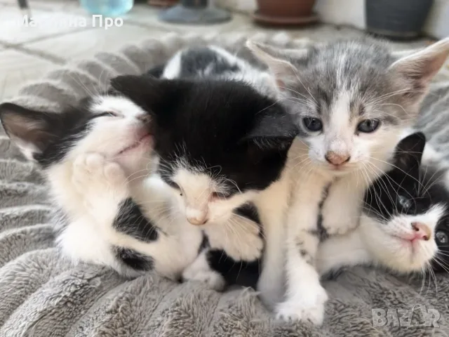 Подарявам малки котенца на 1 месец, снимка 6 - Други - 56151631