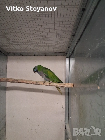 Китайски Александър, снимка 2 - Папагали - 53286257