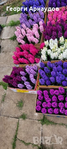 Зюмбюлл, снимка 10 - Градински цветя и растения - 53247943