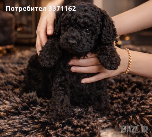 Той пуделче